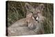 Puma, Chile-Art Wolfe Wolfe-Premier Image Canvas