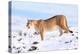 Puma cleaning paw of compacted snow, Patagonia, Chile-Nick Garbutt-Premier Image Canvas