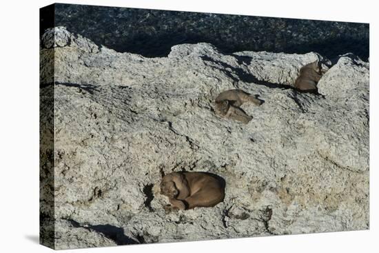 Puma Cubs, Torres del Paine NP, Patagonia, Magellanic Region, Chile-Pete Oxford-Premier Image Canvas