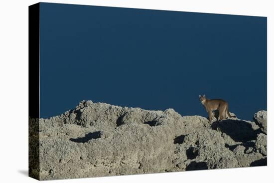 Puma Female, Lago Sarmiento, Torres del Paine NP, Patagonia, Chile-Pete Oxford-Premier Image Canvas