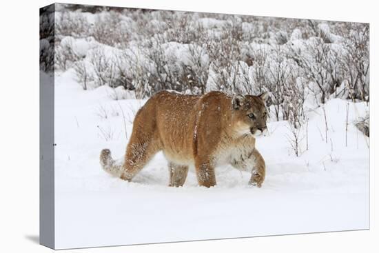 Puma in Snow-null-Premier Image Canvas
