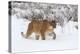 Puma in Snow-null-Premier Image Canvas