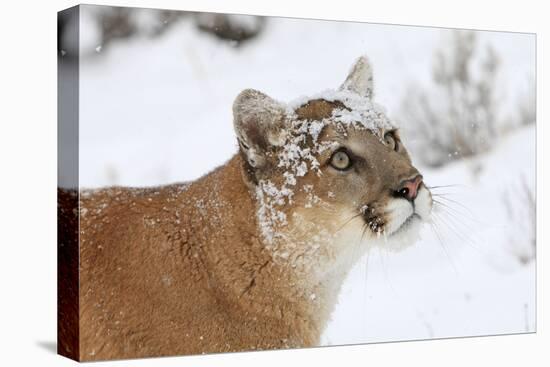 Puma in Snow-null-Premier Image Canvas