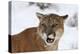 Puma in Snow-null-Premier Image Canvas