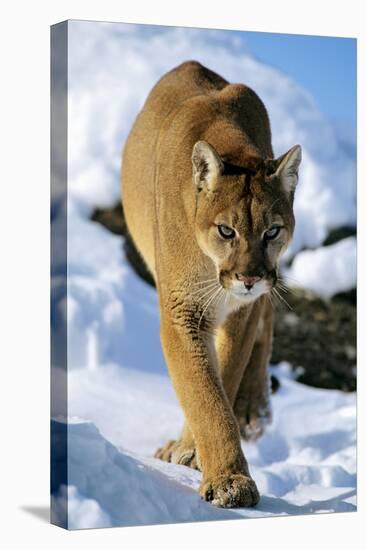 Puma in Winter-null-Premier Image Canvas