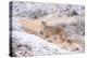 Puma on snowy hillside, Torres del Paine National Park, Chile-Nick Garbutt-Premier Image Canvas