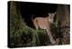 Puma (Puma concolor)  in Choco rainforest, Ecuador.-Nick Hawkins-Premier Image Canvas