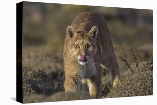 Puma (Puma Concolor) in High Altitude Habitat, Torres Del Paine National Park, Chile-Gabriel Rojo-Premier Image Canvas