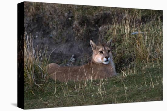 Puma Waiting, Torres del Paine NP, Patagonia, Magellanic Region, Chile-Pete Oxford-Premier Image Canvas