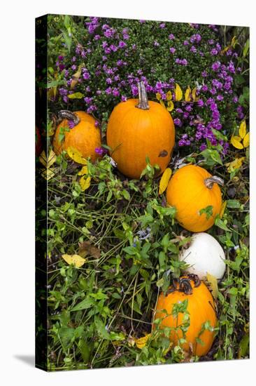 Pumpkin Display at the Historic Story Inn, Autumn, Story, Indiana, USA-Chuck Haney-Premier Image Canvas