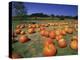 Pumpkin Patch, CA-Mitch Diamond-Premier Image Canvas