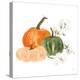 Pumpkins and Cotton I-Chris Paschke-Stretched Canvas