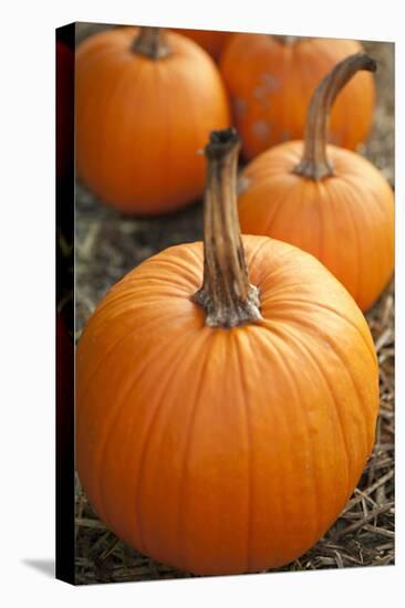 Pumpkins I-Karyn Millet-Premier Image Canvas