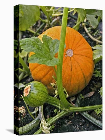 Pumpkins on the Plant-Bodo A^ Schieren-Premier Image Canvas