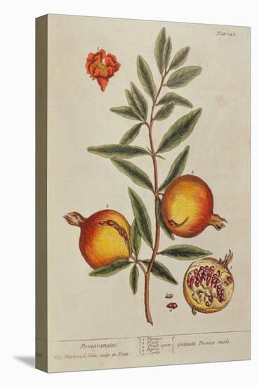 Punica Granatum, from 'A Curious Herbal', 1782 (Engraving)-Elizabeth Blackwell-Premier Image Canvas