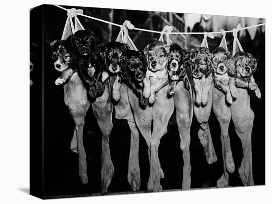 Puppies Hanging from a Clothesline-Bettmann-Premier Image Canvas