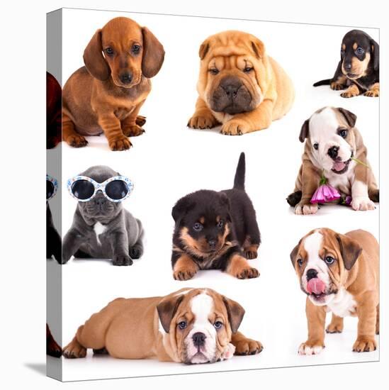 Puppies of Different Breeds, Dachshund, Shar Pei, Rottweiler, Bulldog, French Bulldog.-Lilun-Premier Image Canvas