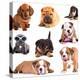 Puppies of Different Breeds, Dachshund, Shar Pei, Rottweiler, Bulldog, French Bulldog.-Lilun-Premier Image Canvas