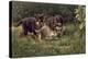 Puppies-Michael Jackson-Premier Image Canvas