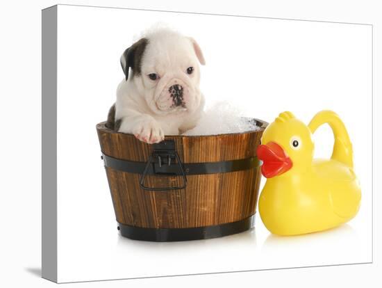 Puppy Bath Time - English Bulldog Puppy In Wooden Wash Basin With Soap Suds And Rubber Duck-Willee Cole-Premier Image Canvas