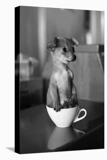 Puppy Dog in a Cup of Coffee-stokkete-Premier Image Canvas