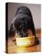 Puppy Eating from Bowl-Jim Craigmyle-Premier Image Canvas