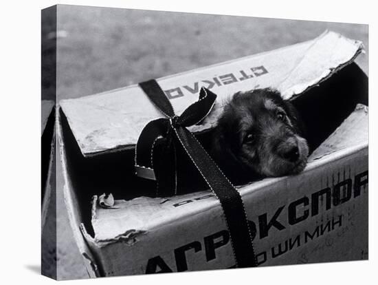 Puppy for Sale at a Flea Market, Moscow, Russia-Walter Bibikow-Premier Image Canvas