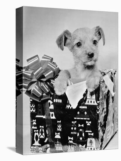 Puppy in a Christmas Box-Bettmann-Premier Image Canvas