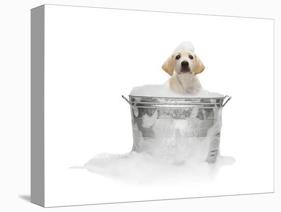 Puppy Taking Bath-Lew Robertson-Premier Image Canvas