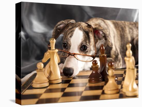 Puppy To Play Chess-Lilun-Premier Image Canvas