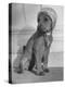 Puppy Wearing a Bonnet Participating in the Dog Fashion Show-null-Premier Image Canvas