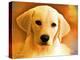 Puppy-Ata Alishahi-Premier Image Canvas