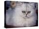 Pure Bred White Persian Domestic Cat-Lynn M^ Stone-Premier Image Canvas