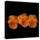 Pure Eye Candy - Orange Violets 1-Magda Indigo-Stretched Canvas