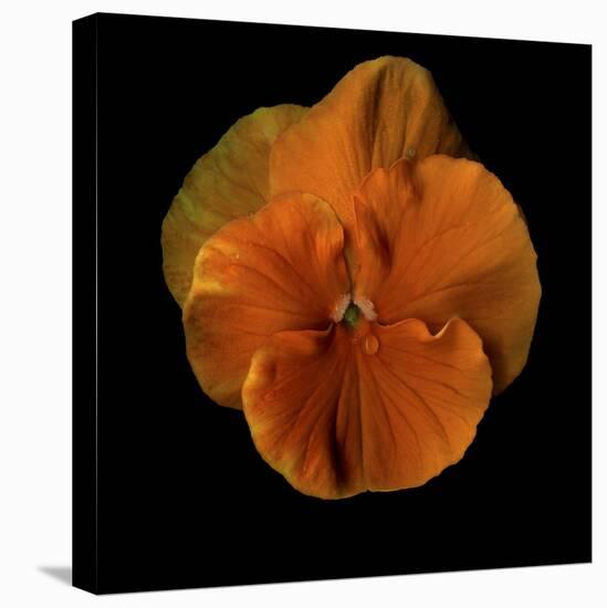 Pure Eye Candy - Orange Violets 2-Magda Indigo-Stretched Canvas