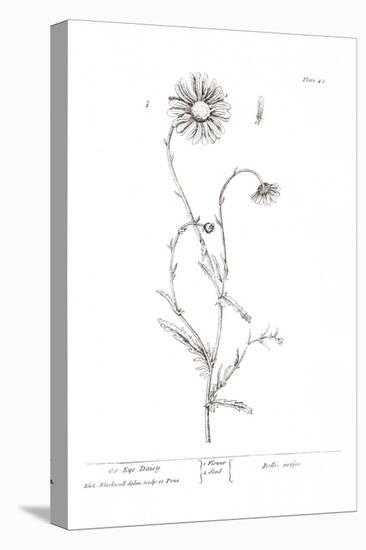 Pure Herbal - Ox Eye Daisy-Elizabeth Blackwell-Stretched Canvas