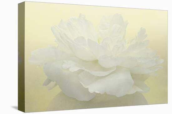 Pure White Peony-Cora Niele-Premier Image Canvas