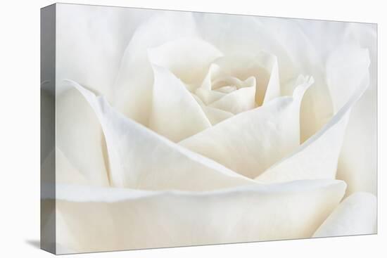 Pure White Rose-Cora Niele-Premier Image Canvas