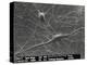 Purkinje Nerve Cells, SEM-David McCarthy-Premier Image Canvas