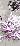 Purple Allure III-Sally Scaffardi-Stretched Canvas