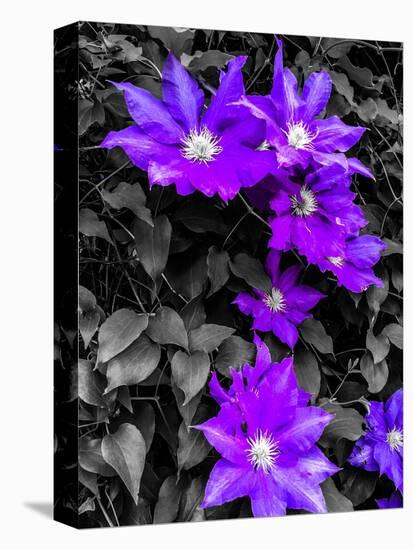 Purple and Grey Clematis-Heidi Bannon-Stretched Canvas