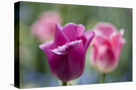 Purple and Pink Tulips with Raindrops-Brigitte Protzel-Premier Image Canvas
