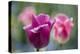 Purple and Pink Tulips with Raindrops-Brigitte Protzel-Premier Image Canvas