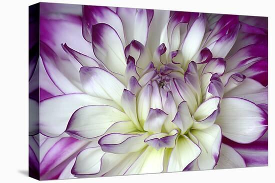 Purple and White Dahlia-George Johnson-Premier Image Canvas