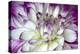 Purple and White Dahlia-George Johnson-Premier Image Canvas