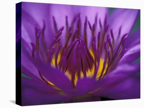 Purple and Yellow Lotus Flower, Bangkok, Thailand-Merrill Images-Premier Image Canvas