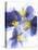 Purple and Yellow Pansies-Joerg Lehmann-Premier Image Canvas