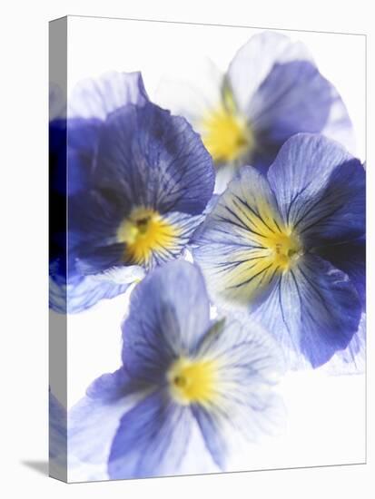 Purple and Yellow Pansies-Joerg Lehmann-Premier Image Canvas