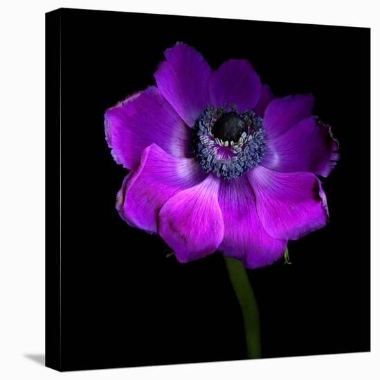 Purple Anemones Heart-Magda Indigo-Premier Image Canvas