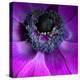 Purple Anemones-Magda Indigo-Premier Image Canvas